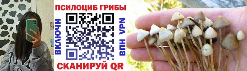 Галлюциногенные грибы Psilocybe маркетплейс какой сайт Котельнич мега онион